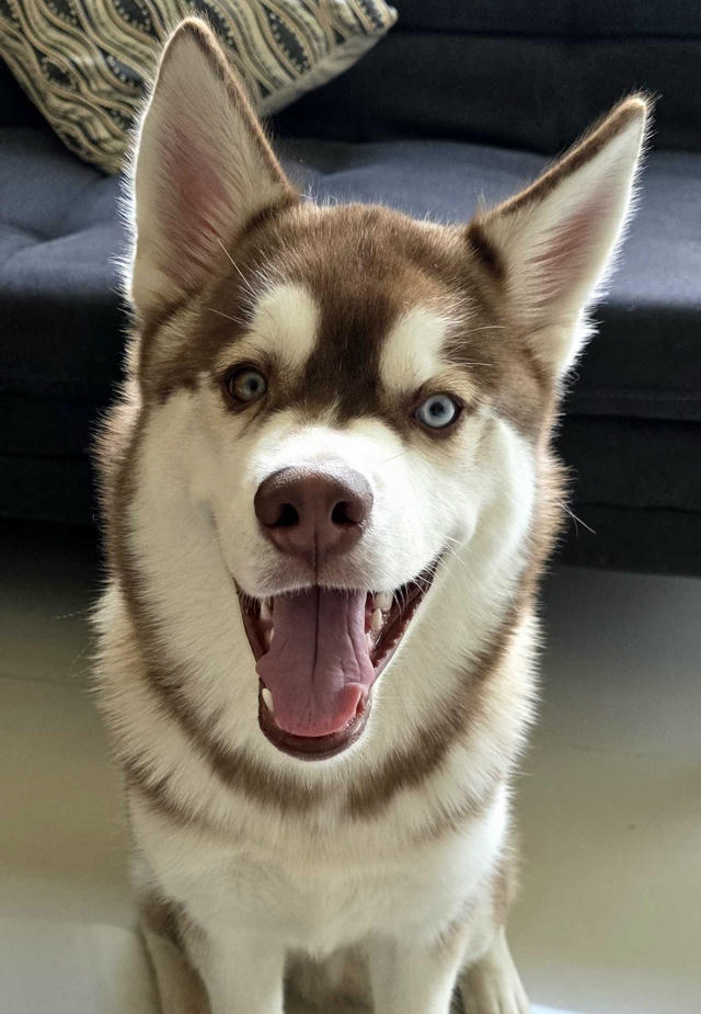 MedcoVet Dog - Draco