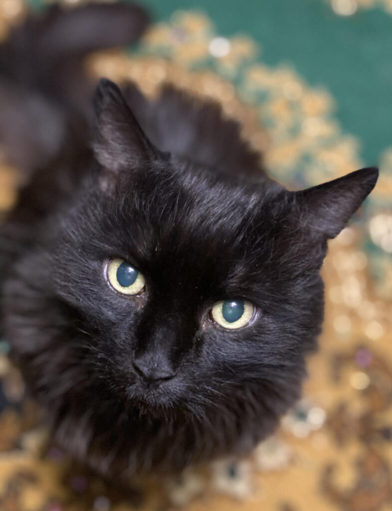 MedcoVet Cat - Kuzma