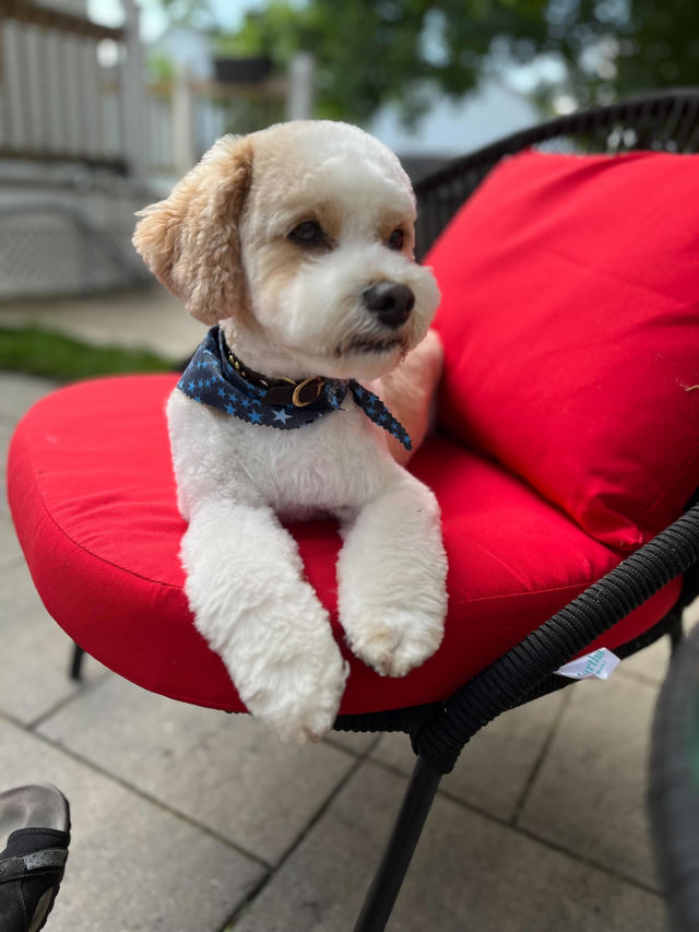 MedcoVet dog - Gronk