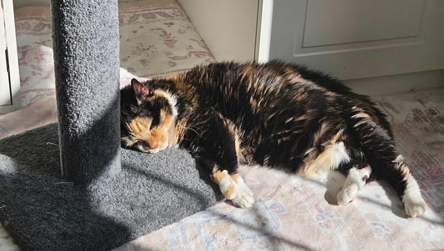 MedcoVet cat - Minne