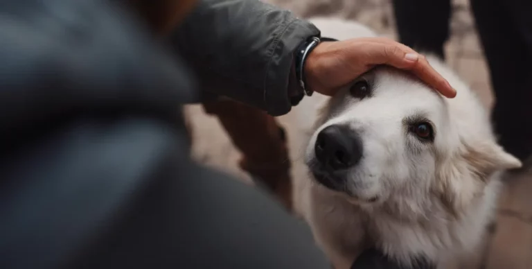 hand petting white dog