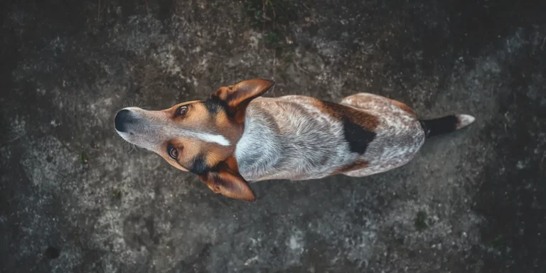 Aerial view of a dog on a road