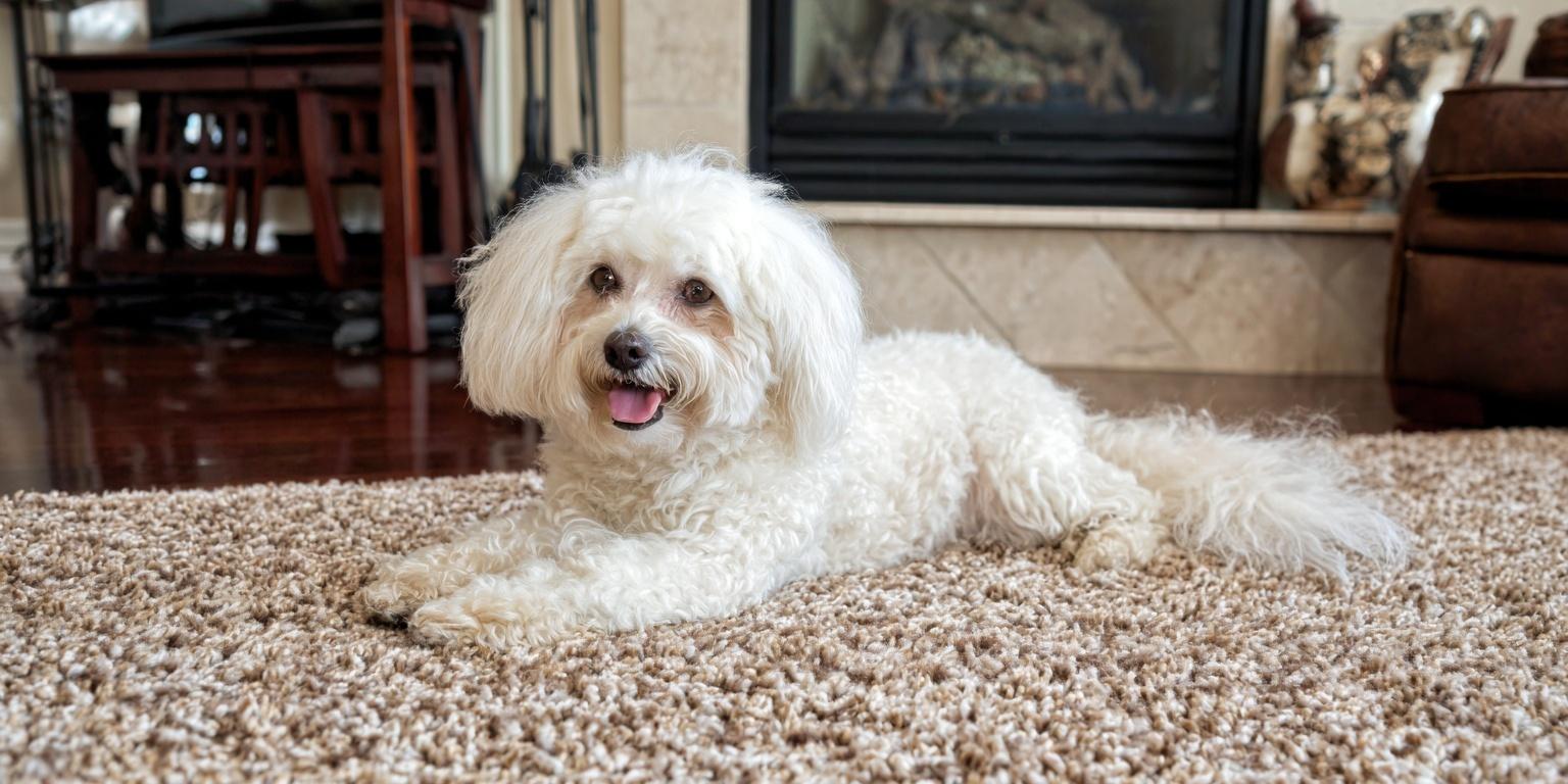 Your dog’s recovery space after surgery should make rest easy.