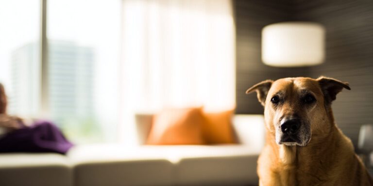 Dog in living room staring at the camera