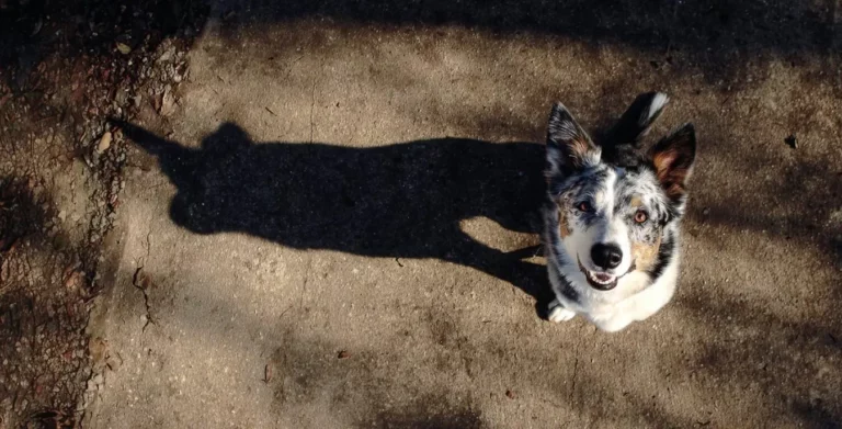 Dog on road with shadow