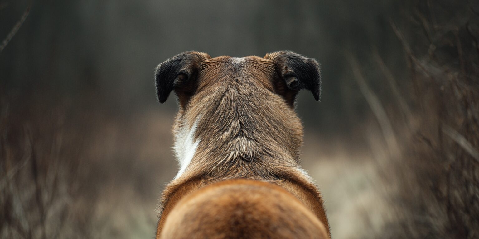 What causes IVDD in dogs?