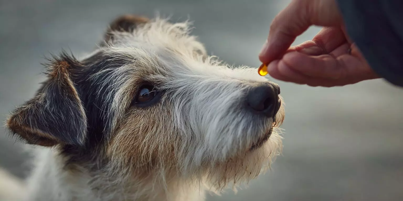 bpc-157 for dogs with arthritis Effective Treatment Hip Dysplasia in Dogs: What You Need to Know bpc-157 upregulates growth hormone AZVitamins Treatment:1 Month