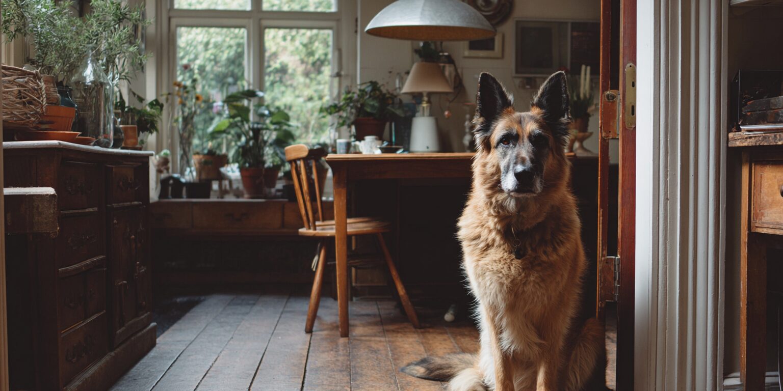 Canine conditioning for healthy dogs