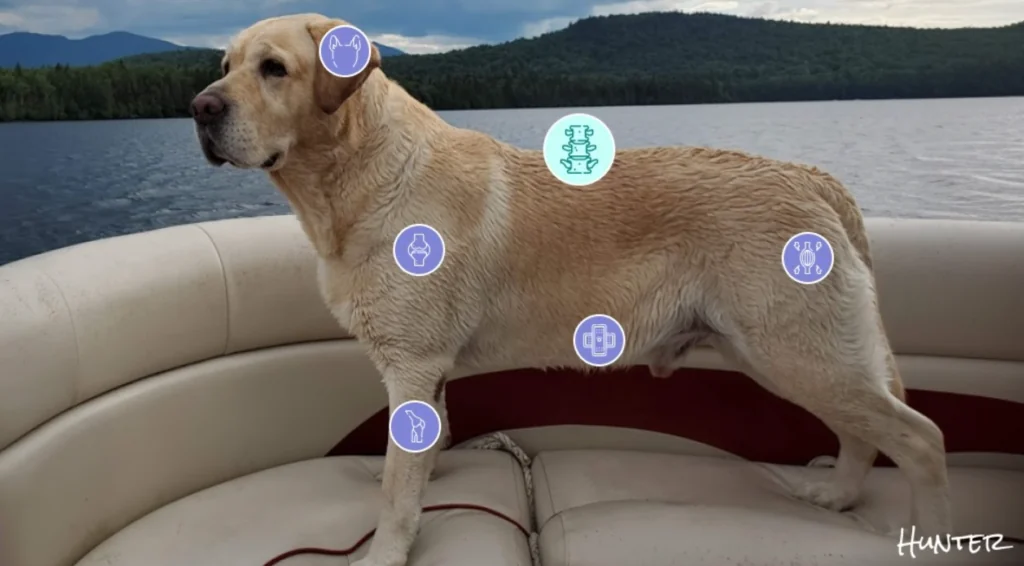 Golden retriever standing on a boat by a lake, with circular icons marking health points along its body.