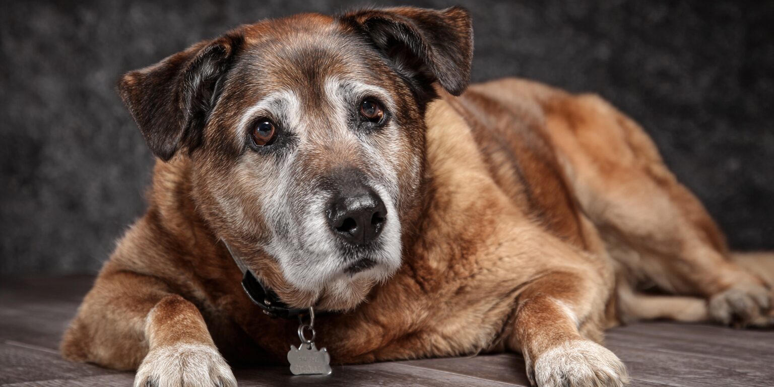Weight management is crucial for dogs with hip dysplasia. Even modest weight loss, around 2 to 6 percent of total body weight, can decrease lameness and improve comfort.