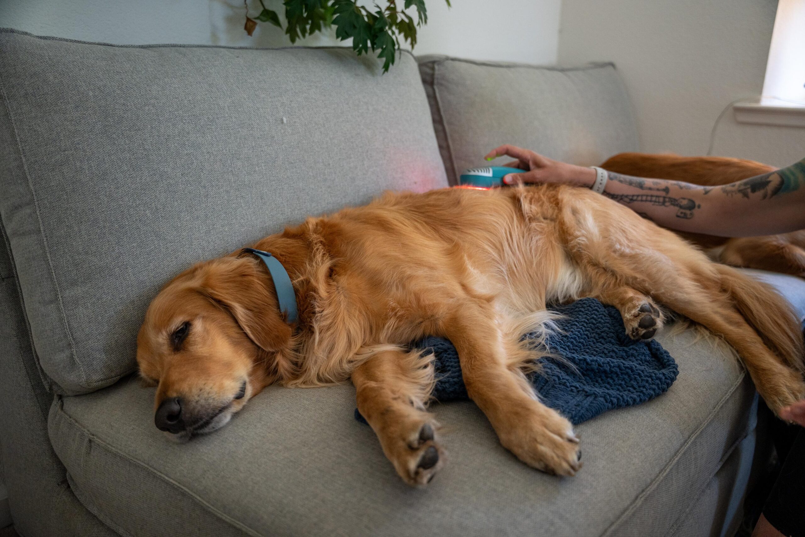 How red light therapy supports hip dysplasia treatment