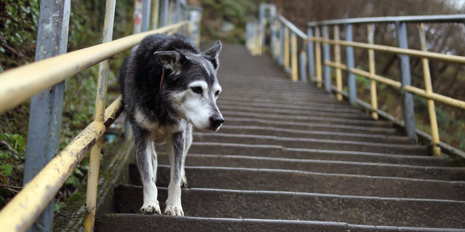 End stage hip dysplasia in dogs symptoms