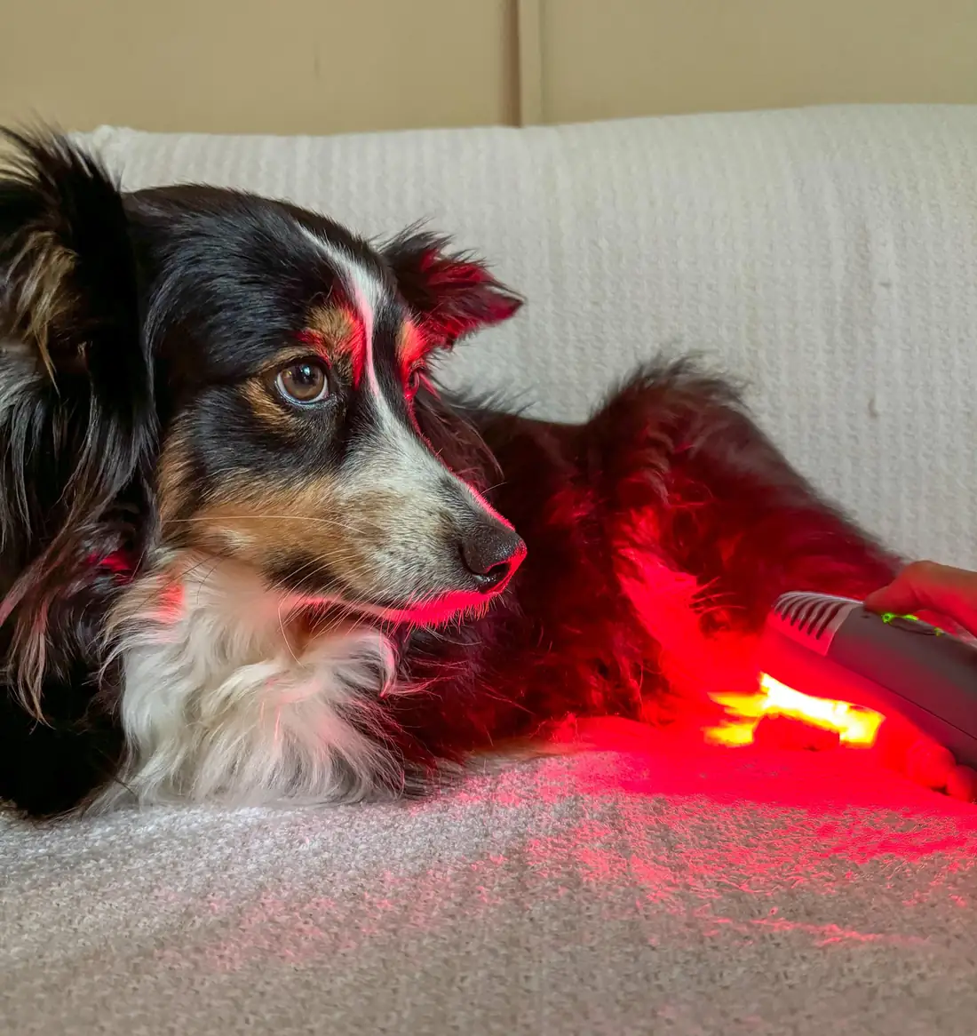 Dog lying on a sofa receiving red light therapy from a handheld device pressed against its side.