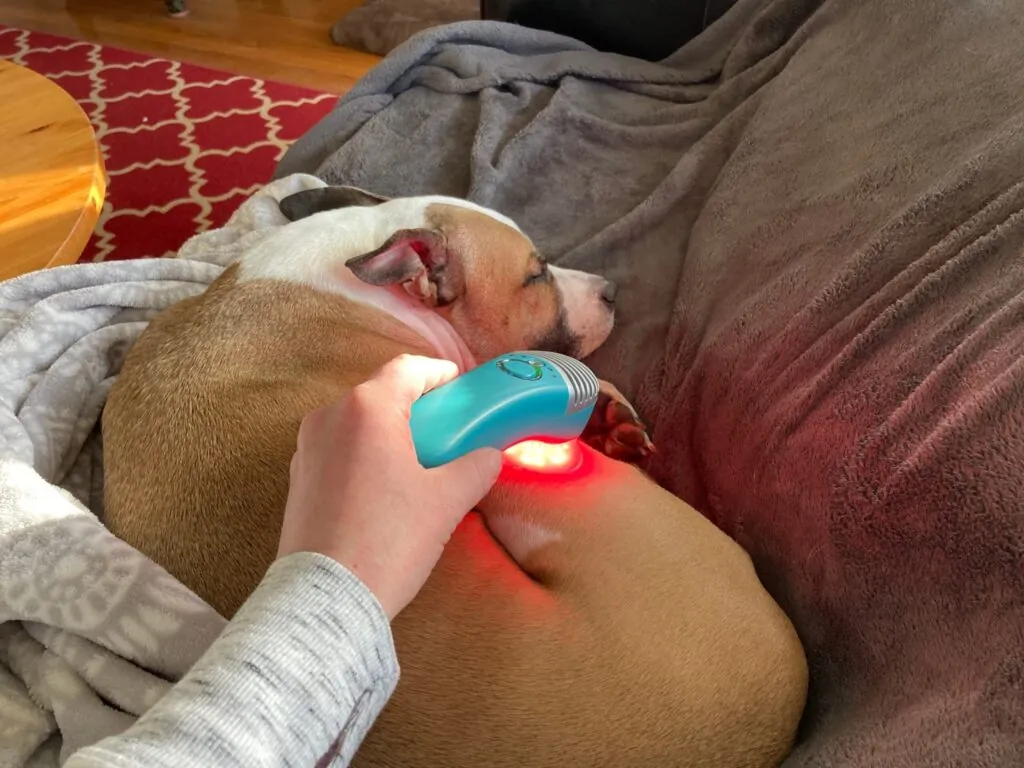 Dog lying on a gray blanket while a person uses a blue handheld red-light therapy device on its hind leg.
