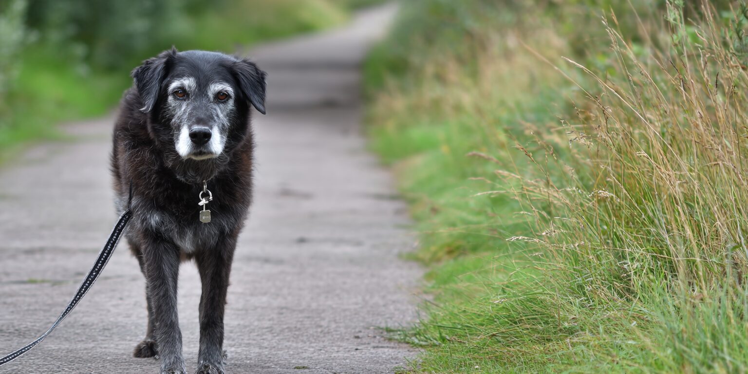 Why dog fitness matters Dog fitness affects daily life. The way your dog walks. The way they stand. The way they jump into the car, chase a toy, climb stairs, hike on a trail, or get up from a nap.