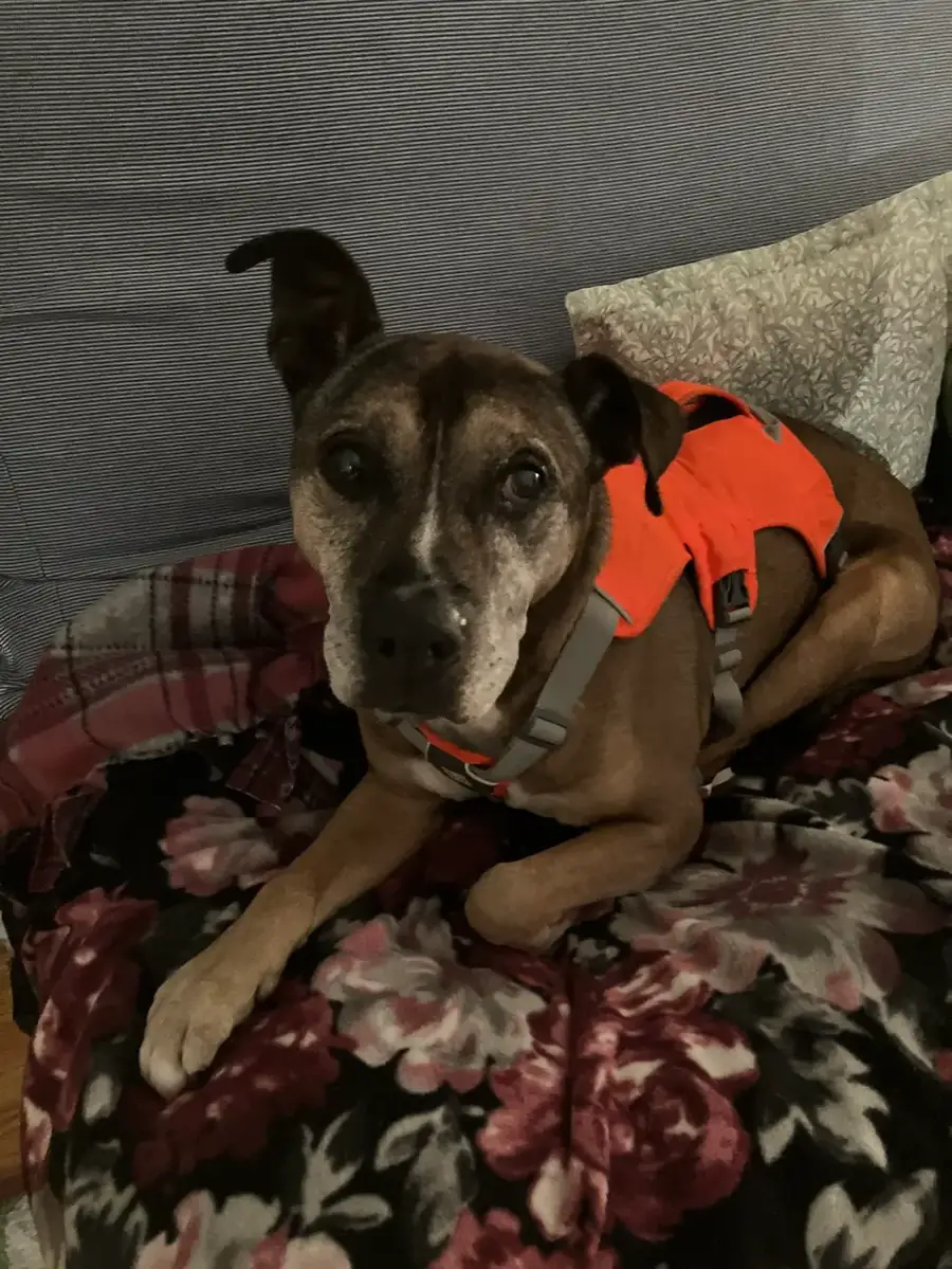 Brown dog with white muzzle wearing an orange vest lying on a floral blanket on a couch, looking at the camera.