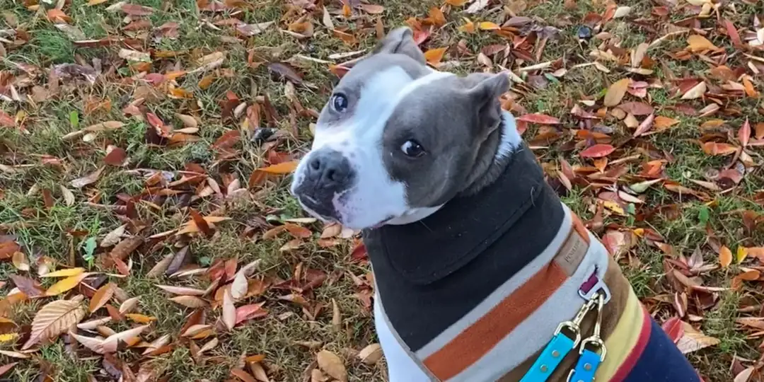 Dog with gray and white face wearing a multicolored striped sweater, looking up on a bed of autumn leaves.