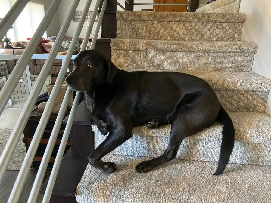 Black dog lounging on a beige carpeted staircase, looking toward the camera in a home interior.