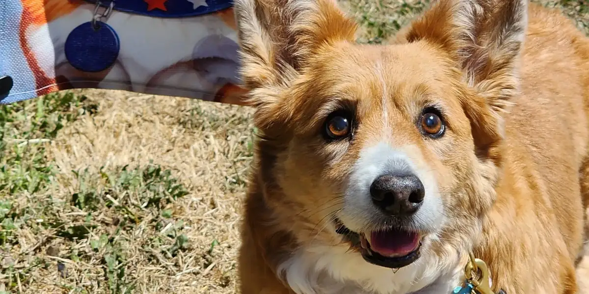 Close-up of a friendly golden-brown dog with a white muzzle, outdoors with a smile and bright eyes.