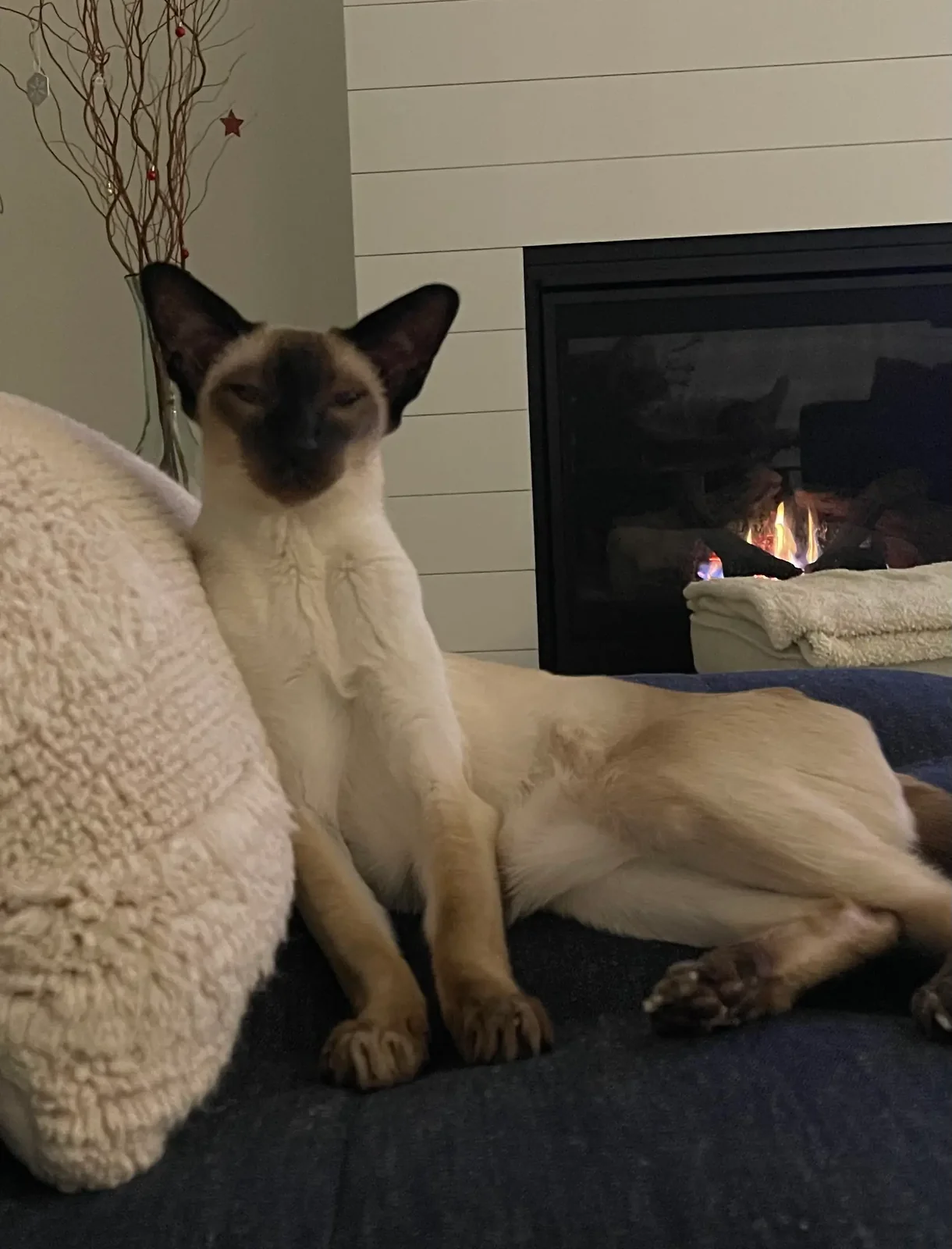 Cream-colored Siamese cat lounging on a dark blue couch near a lit fireplace, with a fluffy beige pillow on the left.