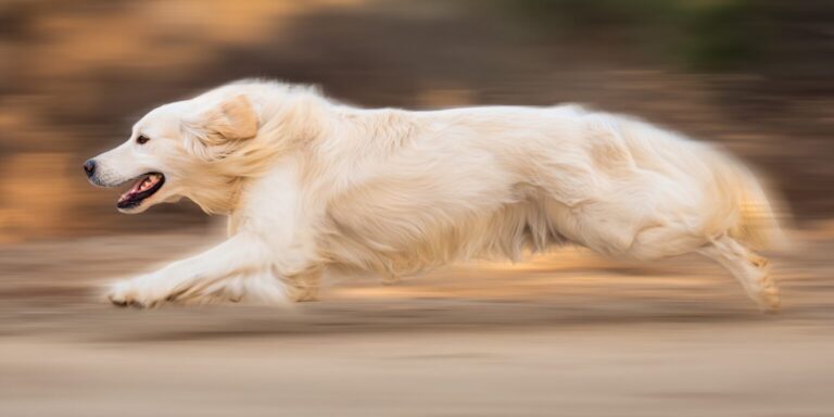 Golden retriever running at full speed with a motion-blurred background and mouth open.