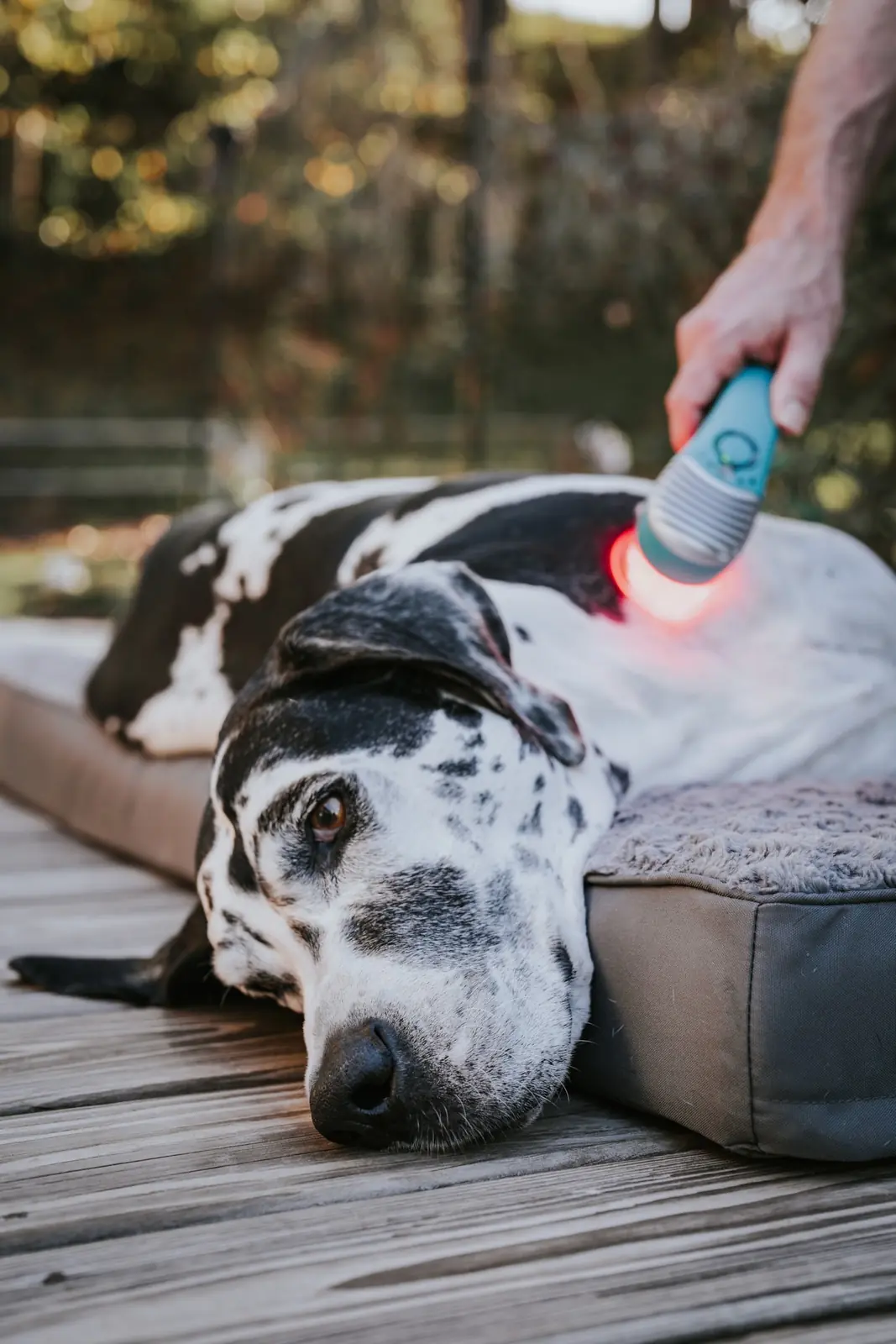 Dalmatian dog lying on a wooden deck while a hand uses a blue laser therapy device on its back