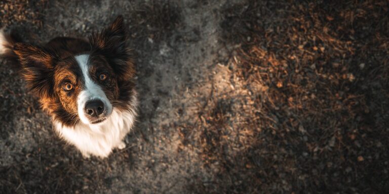 Dog Fitness