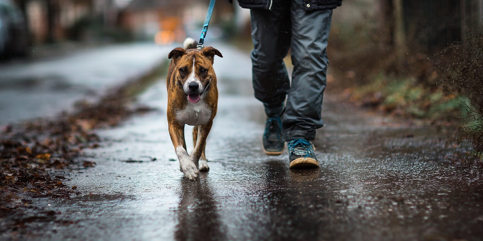 Dogs with hip dysplasia need movement. They also need smart movement. Regular exercise can help strengthen the ligaments and muscles around the hips. Strong rear muscles can support the hip joint and help your dog move with more control. The key is choosing activity that builds strength without adding too much impact.