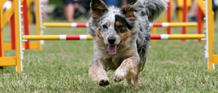 Dog Agility Training