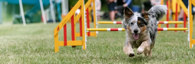 Dog Agility training