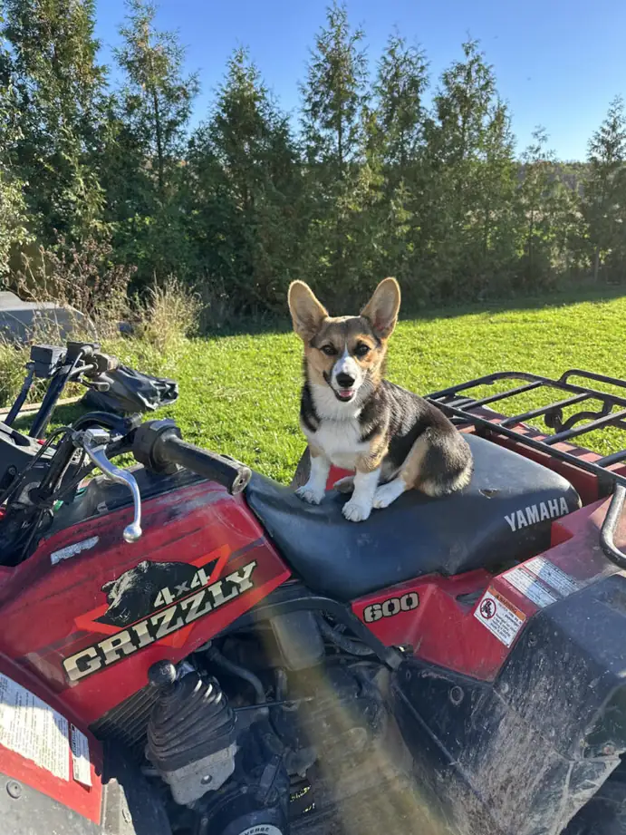 Corgi puppy sitting on a red Yamaha Grizzly ATV, with a grassy field and trees in the background under a clear blue sky.