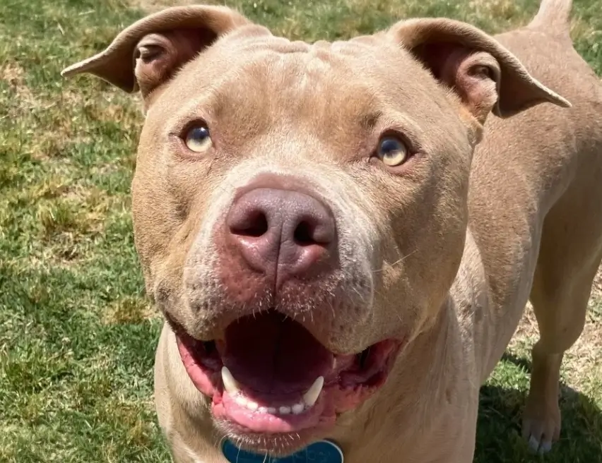 Friendly tan dog with a wide open mouth and blue-eyed gaze, standing on grass outdoors.