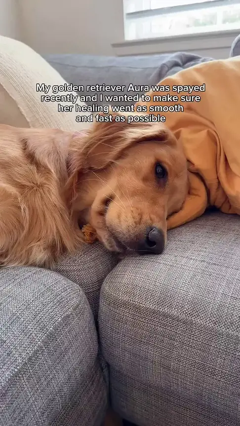 Golden retriever Aura resting on a couch with an orange blanket; caption says she was spayed recently and healing should be fast and smooth.