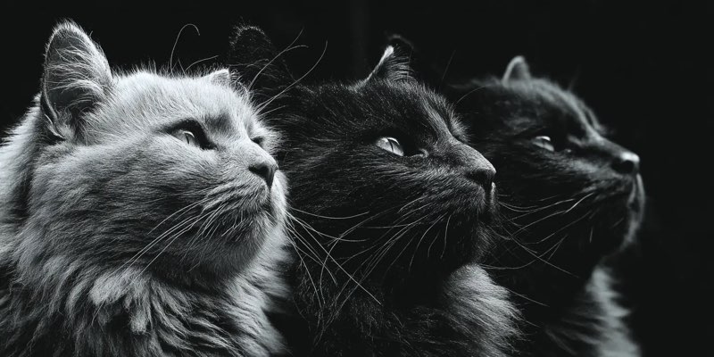 3 Cats on black background.