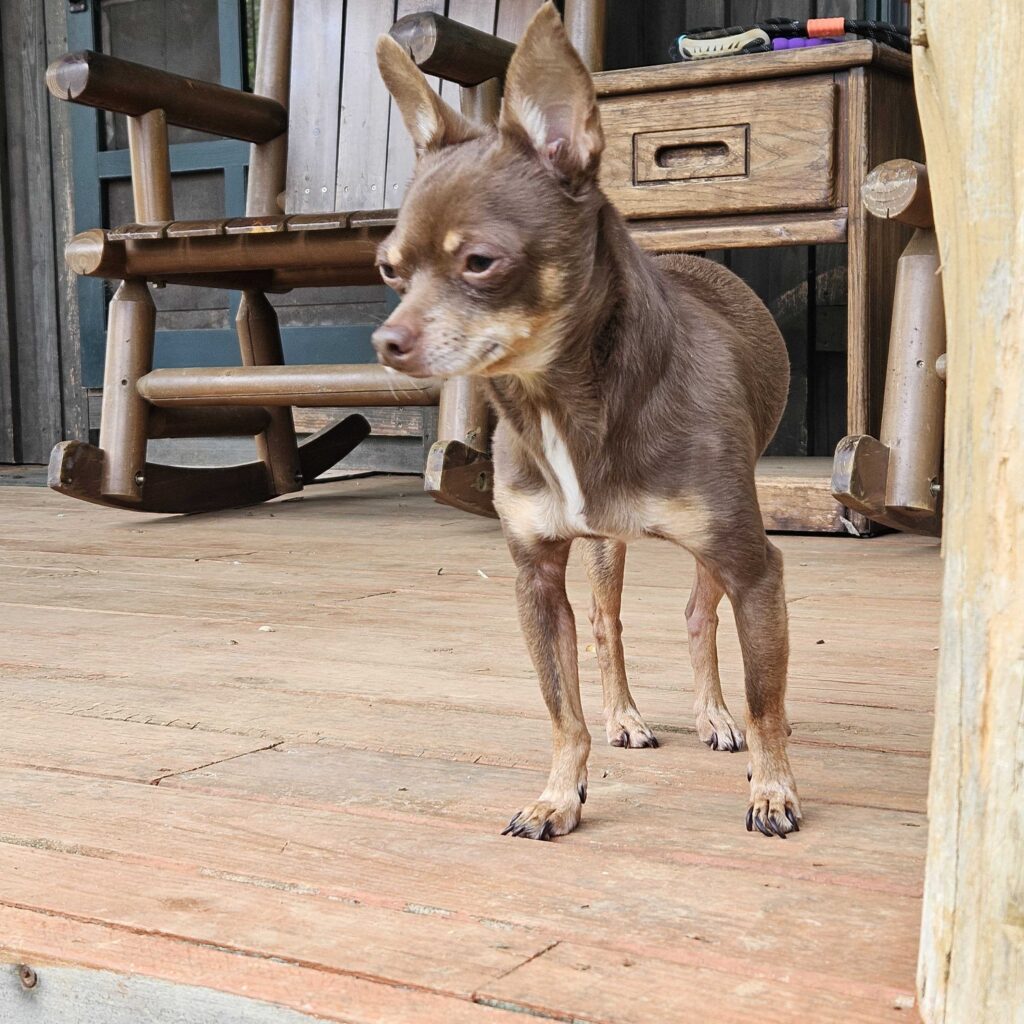 Brown dog standing on a weathered wooden porch near rustic furniture in the background.