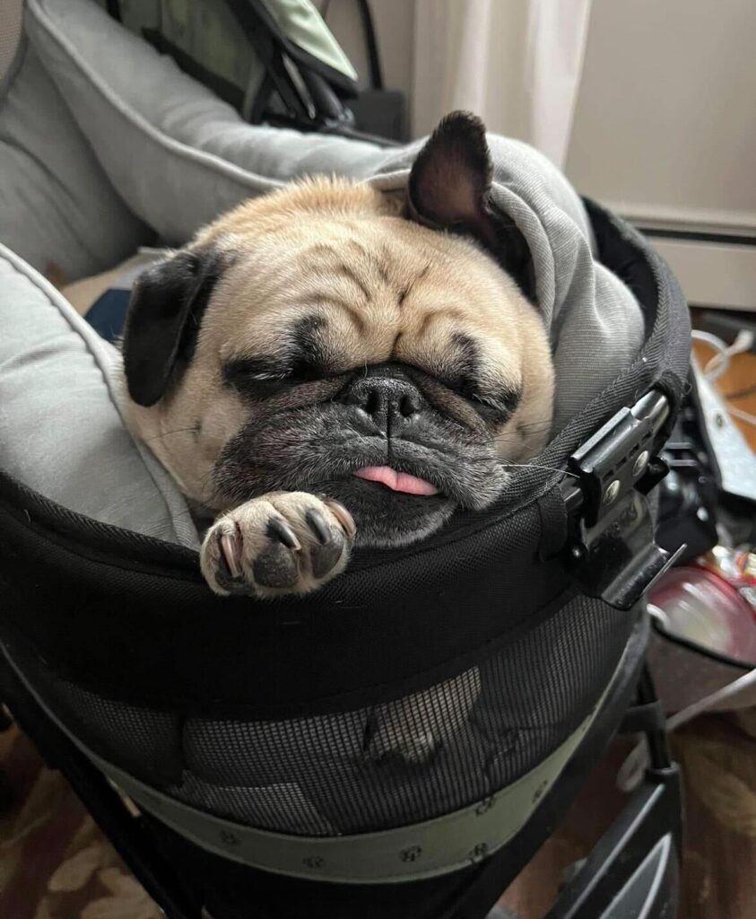 MedcoVet Pet - Mac