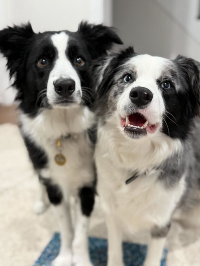 Two black-and-white Border Collies indoors, looking at the camera with attentive expressions.