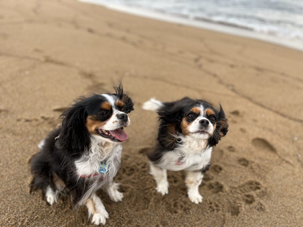 Two Cavalier King Charles Spaniels run toward the camera on a sandy beach with the ocean in the background, smiles on their faces.