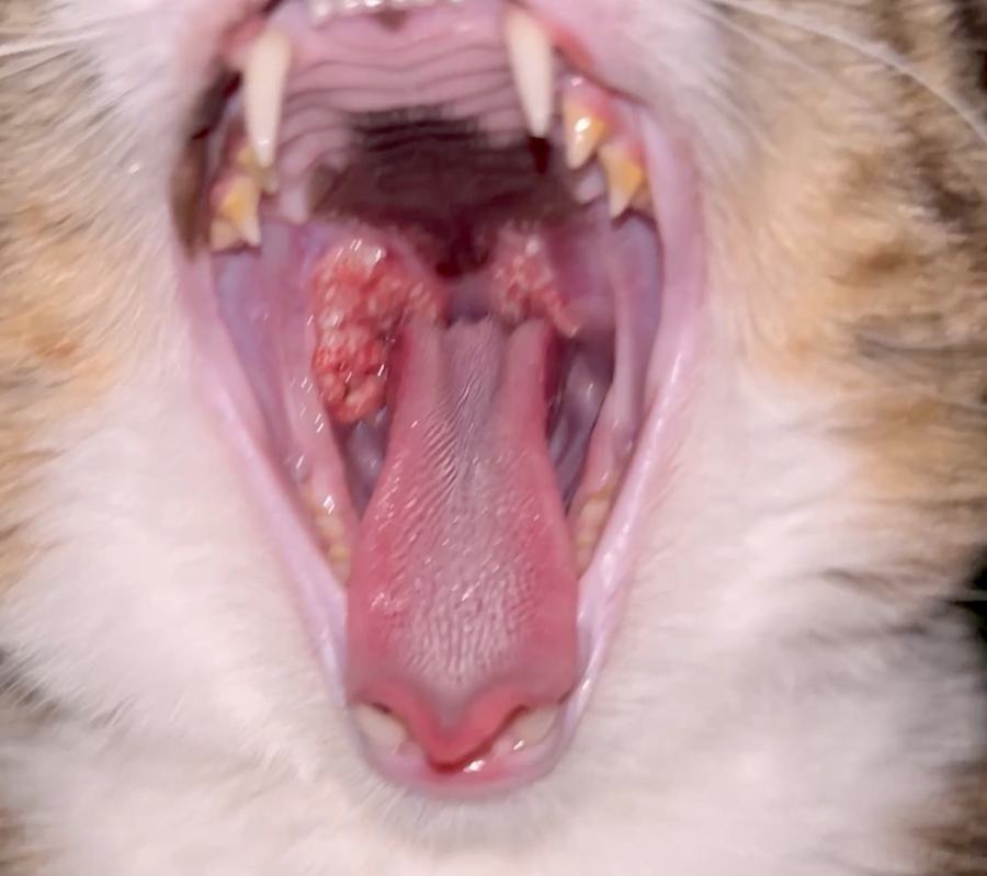 Photo Cat Mouth June 10th