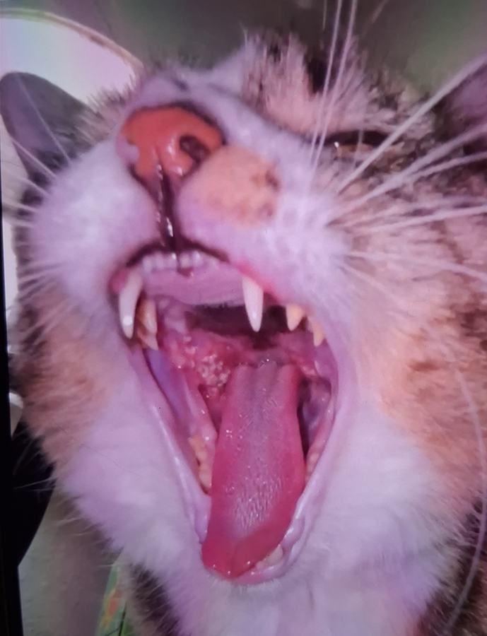 Photo Cat Mouth July 5th