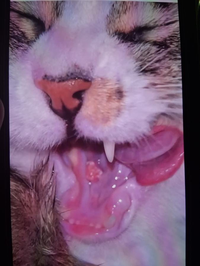 Photo Cat Mouth June 13th, first picture