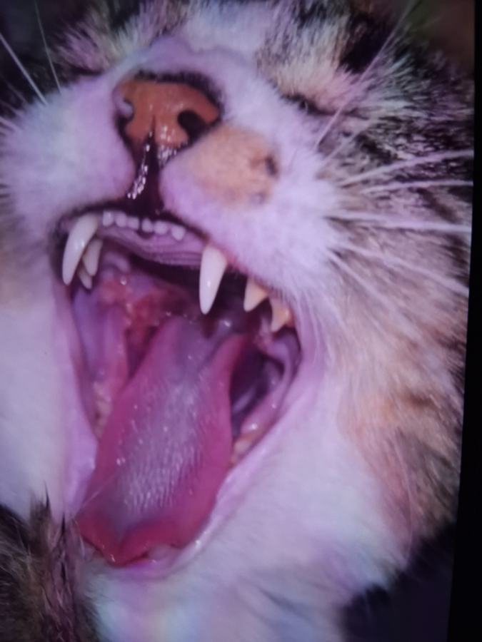 Photo Cat Mouth June 13th, second picture
