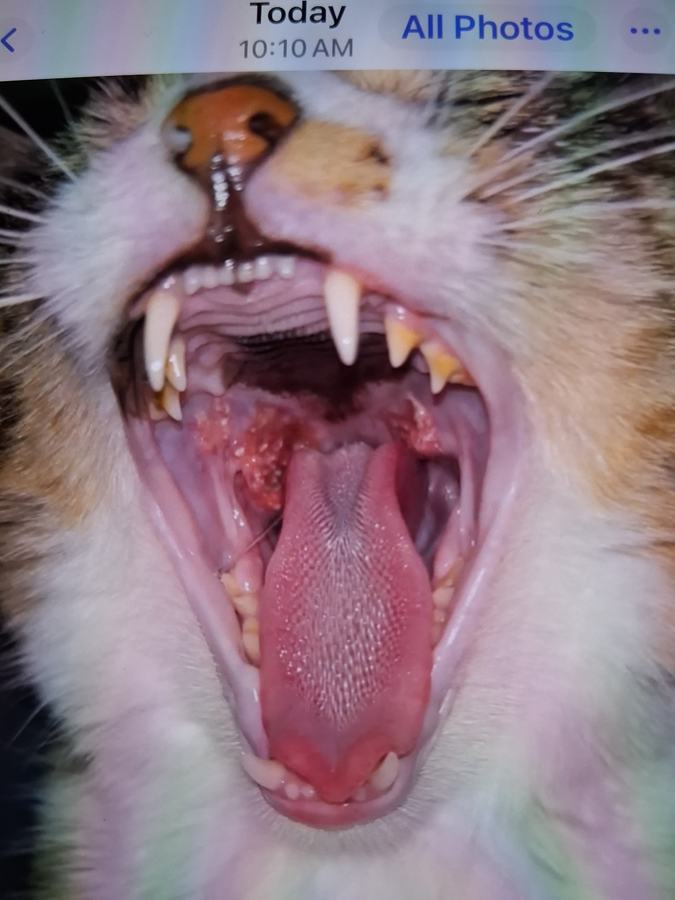 Photo Cat Mouth July 18th