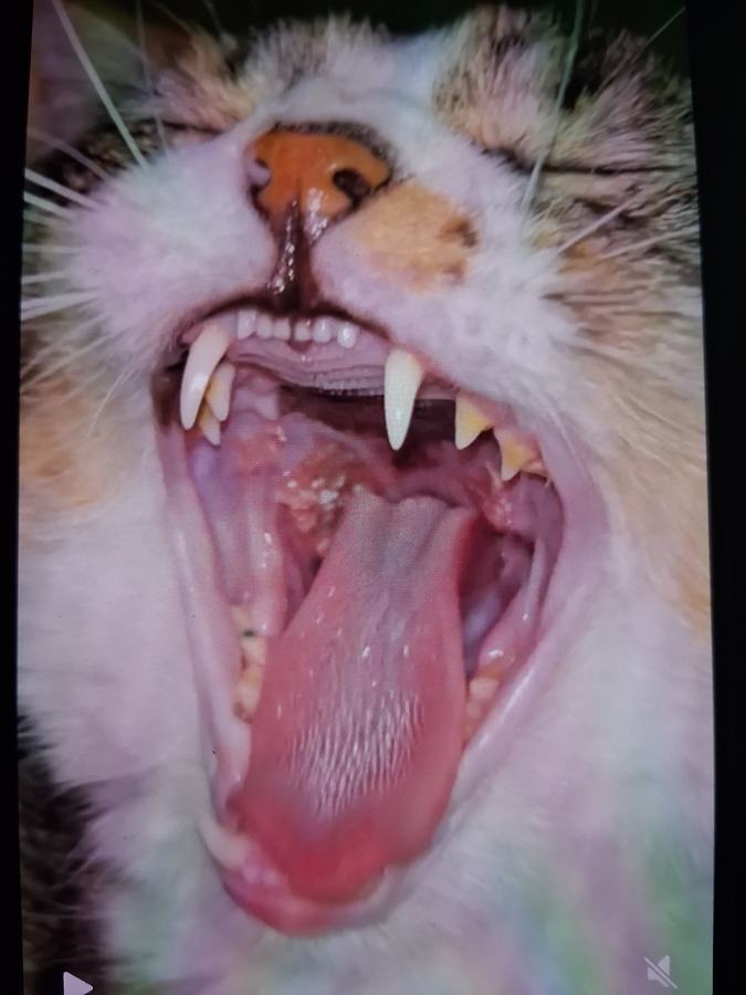 Photo Cat Mouth July 20th