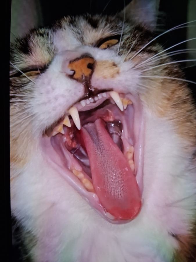 Photo Cat Mouth July 24th