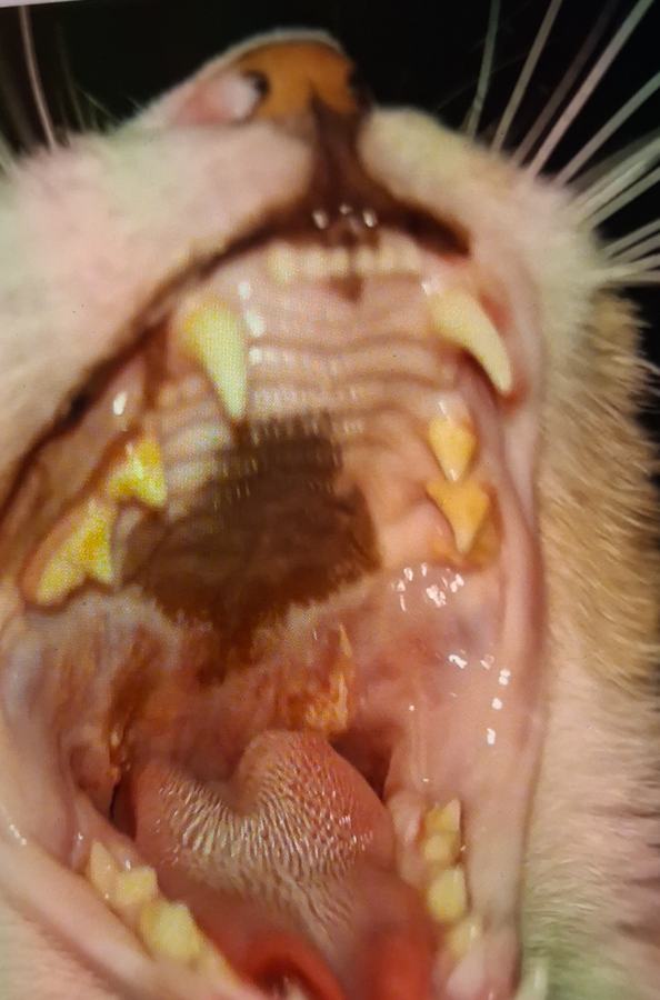 Photo Cat Mouth July 30th