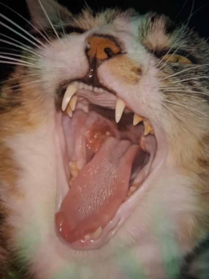 Photo Cat Mouth August 7th