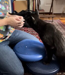 Weight-shifting and balance work with the hind feet on a wobble disc, guided with a food lure.