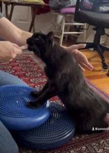 Rearing onto the wobble disc with front-limb support during a postural strengthening exercise.
