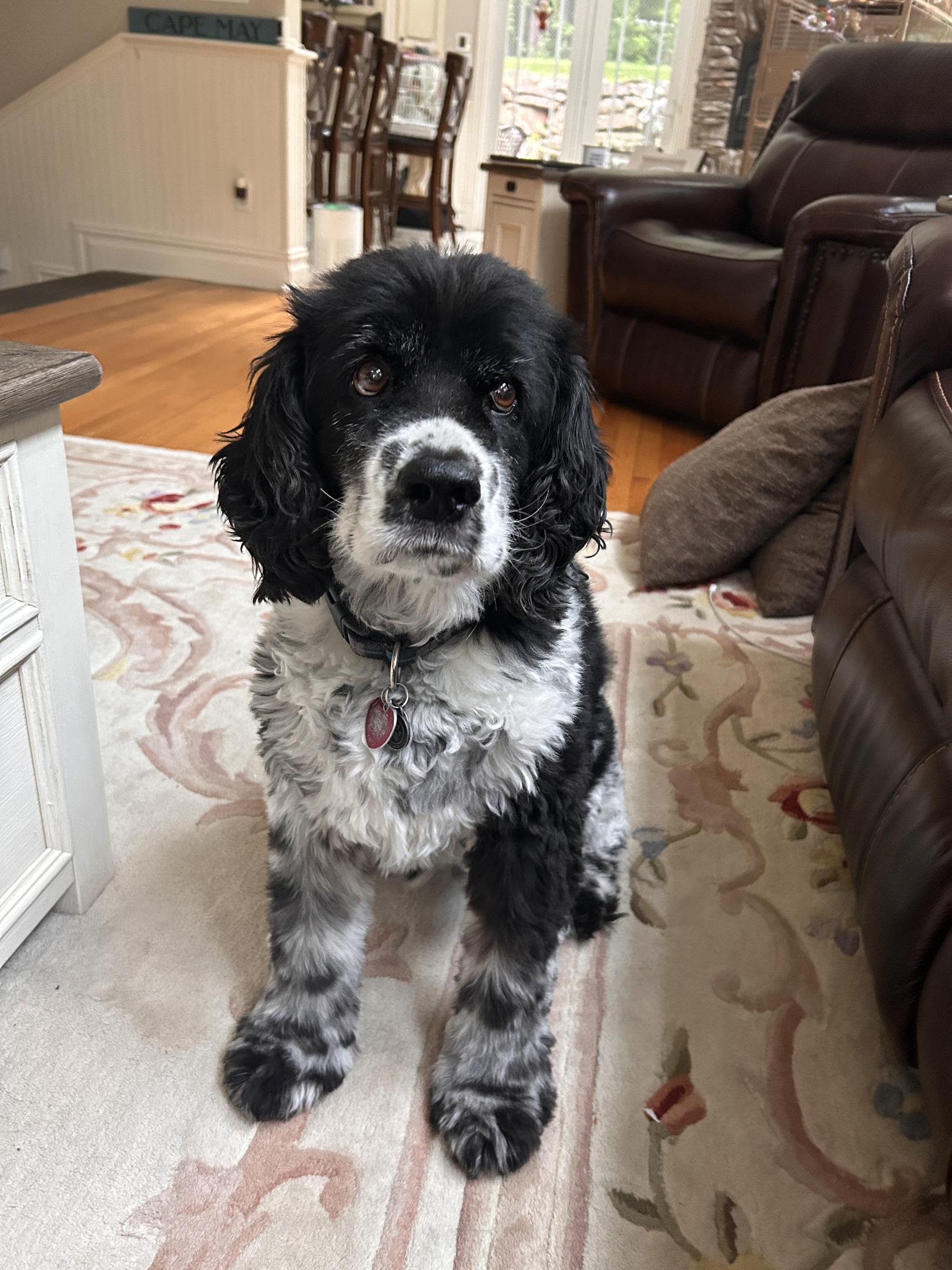 "The Luma helped Teddy with his IVDD... He had many health issues and was unable to take most pain medications. This device helped improve his quality of life greatly... Teddy was also very stressed with any type of restraint or vet visits, so the fact that I could treat him at home while he was laying down was also extremely helpful." — Brianna, Teddy's parent